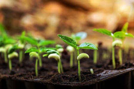 Agriculture, Seeding, Plant seed growingの写真素材
