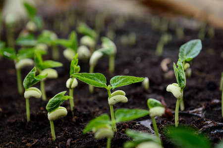 Agriculture, Seeding, Plant seed growing