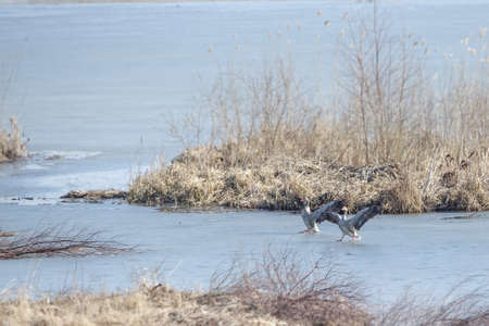 Two greylag geese slide around on the ice.