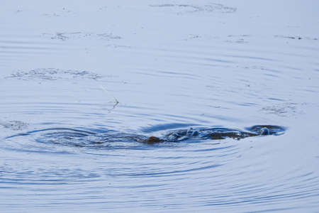 Pikes lek mating in a pond in the spring.の写真素材