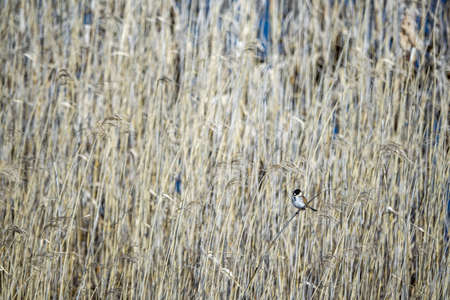 Common reed bunting sits on a reed straw.