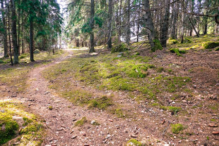 A hiking trail in a sunny forest.の写真素材