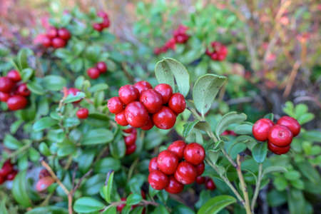 Lingonberry, cowberryの写真素材
