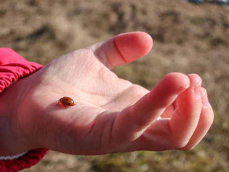 A little ladybug / ladybird walks in a child's hand in the sunshine. Sign of spring.の写真素材