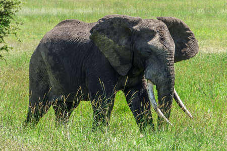 A big lonely elephant in the grass on the savannah in Serengeti, Tanzania.の写真素材