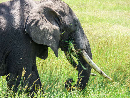 An elephant is eating grass with the trunk on the savannah in Serengeti, Tanzania.の写真素材