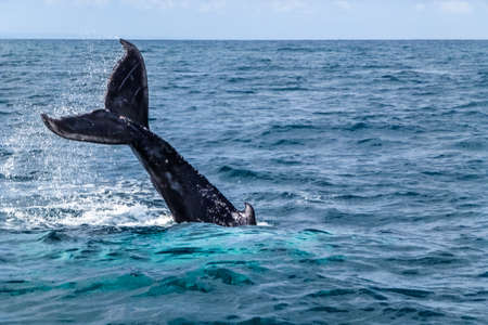 Caudal / tail fin on the Humpback whale making a big splash. Dominican Republic. Copy spaceの写真素材