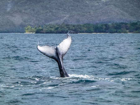 Caudal / tail fin on the Humpback whale dives into the ocean. Dominican Republic.の写真素材