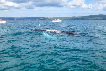 Whale watching boats. Dorsal fin and back of a huge Humpback whale. Dominican Republic.の写真素材
