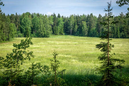 Beautiful view of a meadow with wild flowers from a hill in the woods. Sweden.