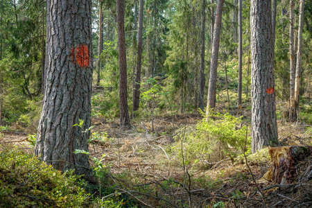 Trees marked for deforestation / harvesting of forest. Sweden