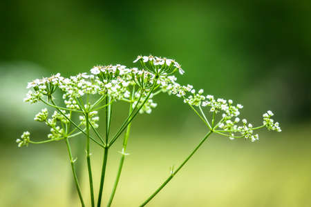 Meadow with wildflowers. Beautiful green summer background. Close up of Anthriscus sylvestris, cow parsley, wild chervil or keck.の写真素材
