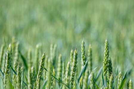 Green wheat a month before harvest. Blured background. Copy space for text.の写真素材