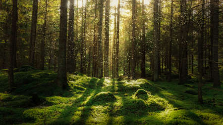Magical fairytale forest. Coniferous forest covered of green moss. Mystic atmosphere.の写真素材