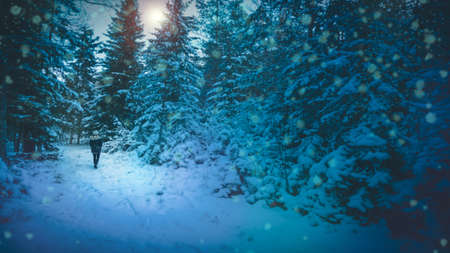 Woman walking in snowy forest. Magical fairytale landscape.の写真素材