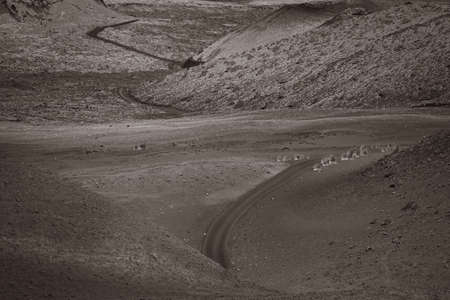 Winding curvy road in volcanic landscape. Lanzarote, Canary Islands.の写真素材