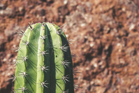 Thorns on a cactus.の写真素材