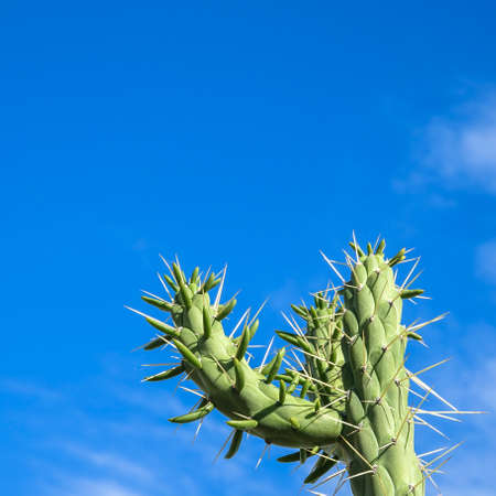 Cactus with blue sky in the background. Copy spaceの写真素材