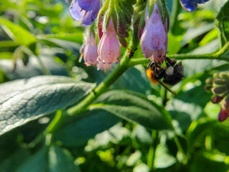 Humblebee, bumblebee pollinate pink wild flowers.の写真素材