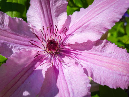 Close-up of pink Clematis flower, green garden in the background.の写真素材