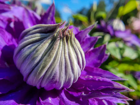 Close-up of purple Clematis flower, green garden and blue sky in the background.の写真素材