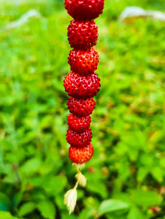 Wild strawberries on a straw. Sunny green summer nature in the backgroundの写真素材