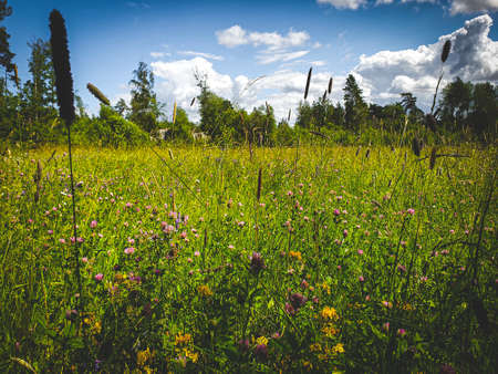 Wild flowers on summer meadow. Swedenの写真素材