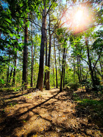Beautiful green forest with bright sun shining through the trees.