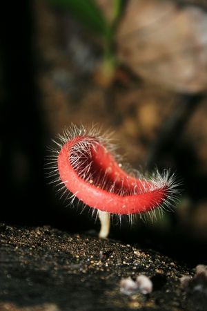 Cup Fungusの写真素材