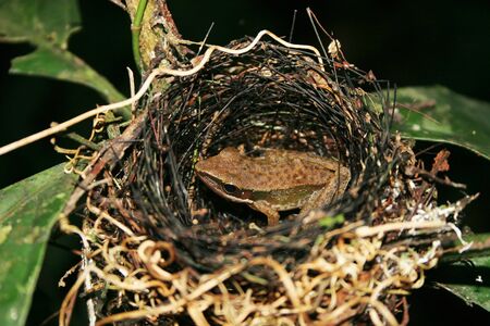 Frog in bird nestの写真素材
