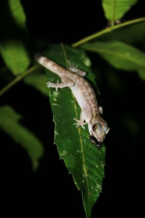 Gecko with mouthfulの写真素材