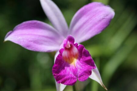 Orchidの写真素材