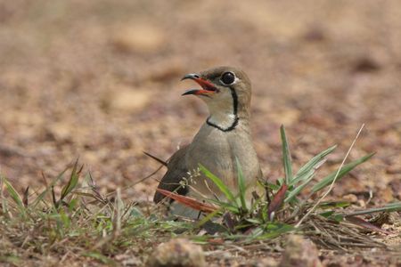 Oriental Pratincole nestingの写真素材