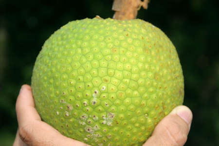Bread fruitの写真素材