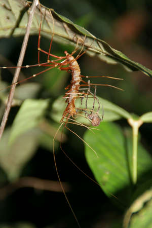 Centipede devouring spiderの写真素材