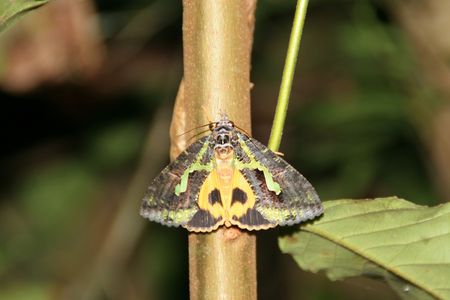 Mothの写真素材