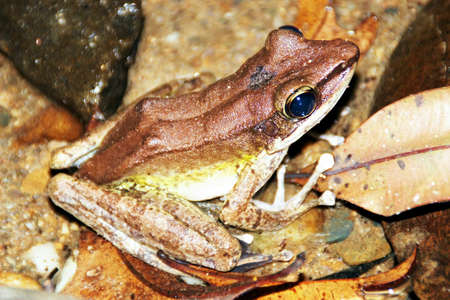 Frogの写真素材