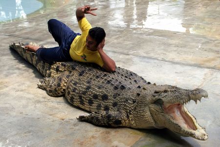 Crocodileの写真素材