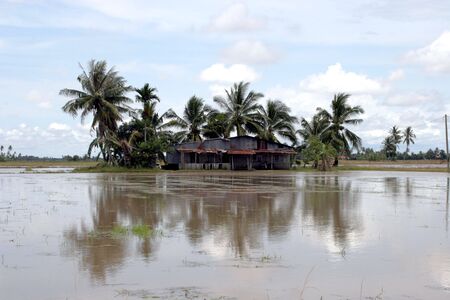 House on swampの写真素材