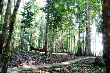 Forest Pathの写真素材