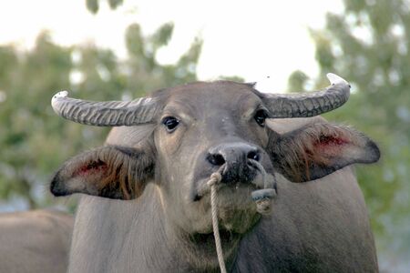 Buffaloの写真素材