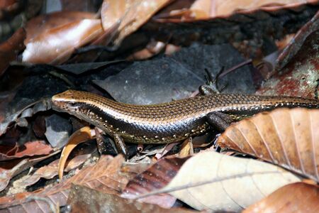 Lizardの写真素材