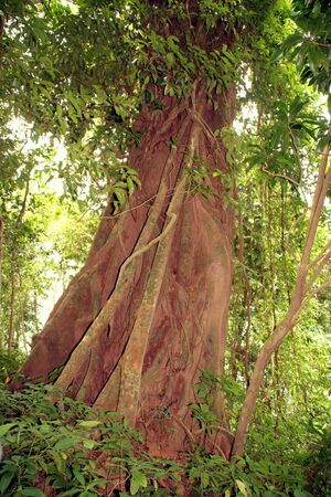 Treeの写真素材