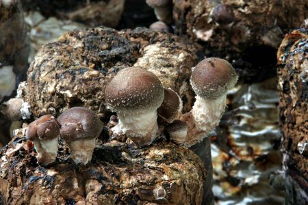 Mushroomsの写真素材