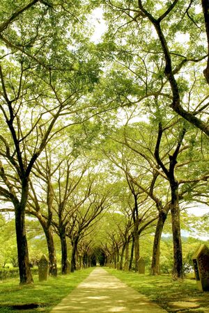 Path in a parkの写真素材