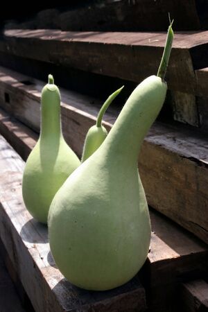 Gourdの写真素材