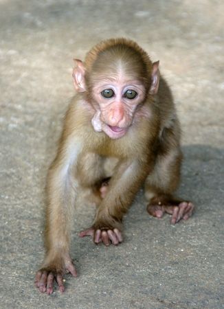 Monkeyの写真素材