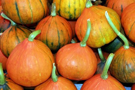 Pumpkinの写真素材