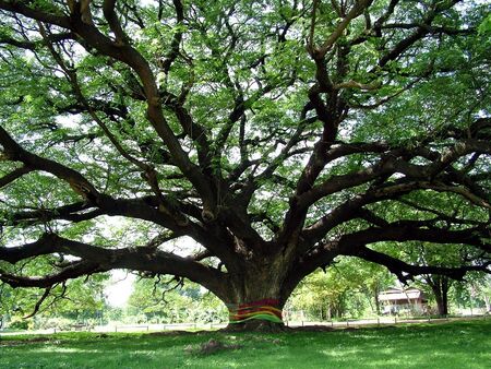 Treeの写真素材