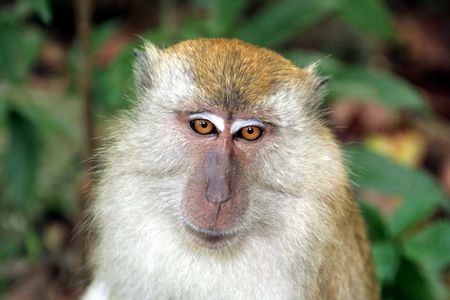 Monkeyの写真素材
